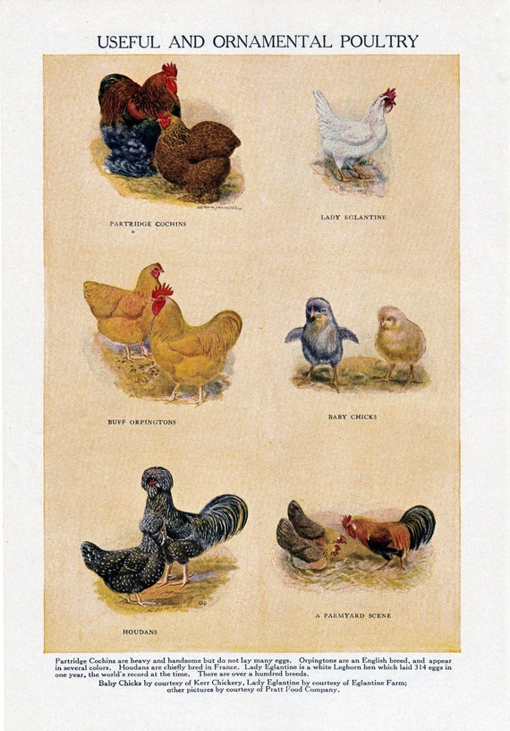 Two vintage chicken prints from the 1930's printable Etsy