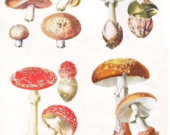 vintage mushroom print, a printable digital image,  no. 392