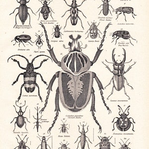 vintage beetle print, 'Coleoptera', The Beetle Family, from a 1904 Encyclopedia Britannica image no. 1107 image 1