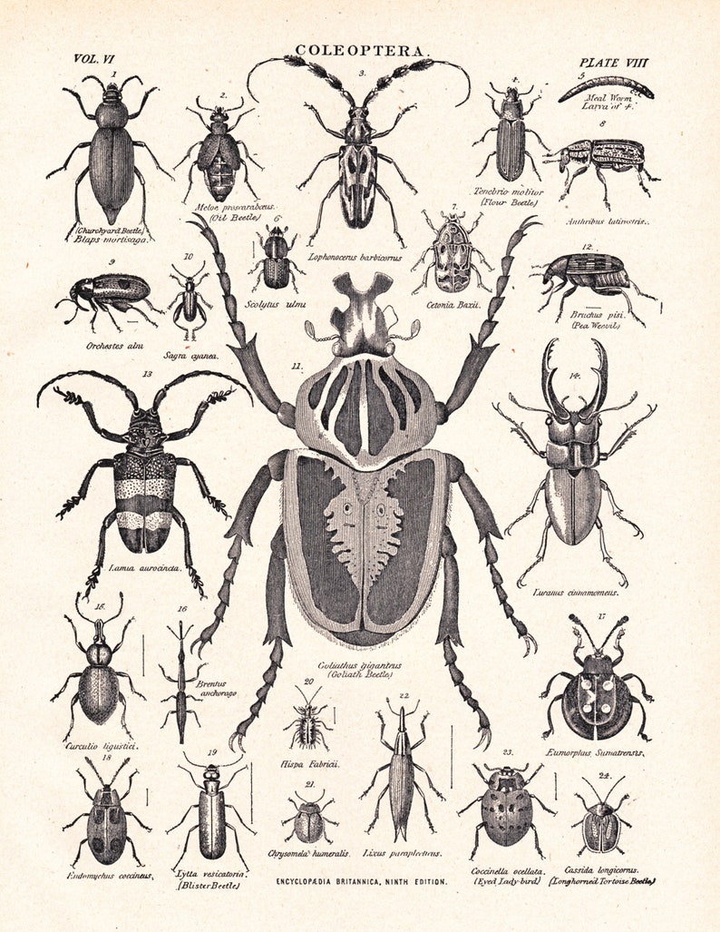 vintage beetle print, 'Coleoptera', The Beetle Family, from a 1904 Encyclopedia Britannica image no. 1107 image 1