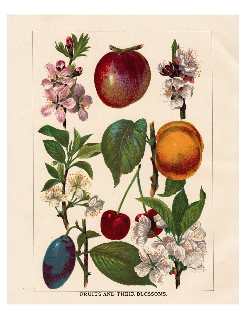Antique Botanical Fruit Print, 'fruits and Their Blossoms' a