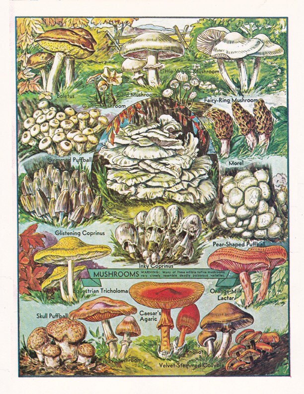 Scientific Mushroom Drawings