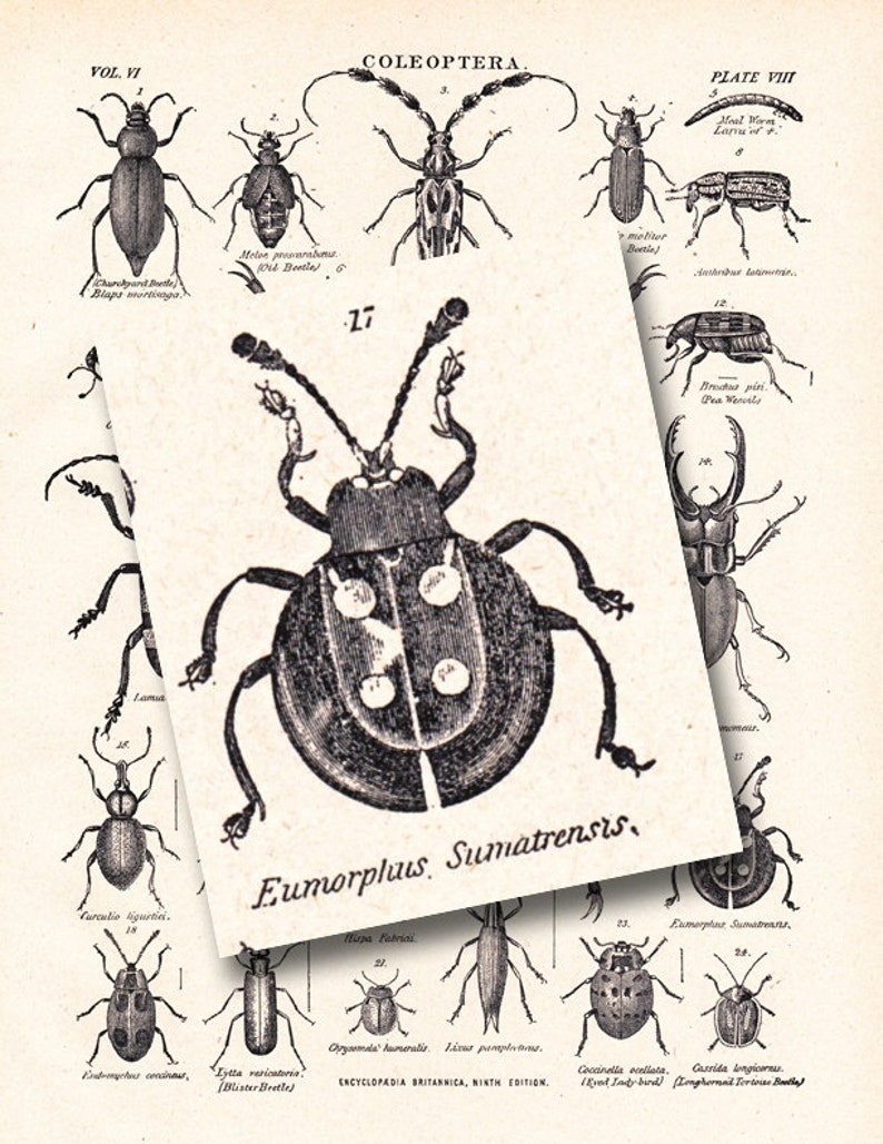 vintage beetle print, 'Coleoptera', The Beetle Family, from a 1904 Encyclopedia Britannica image no. 1107 image 3