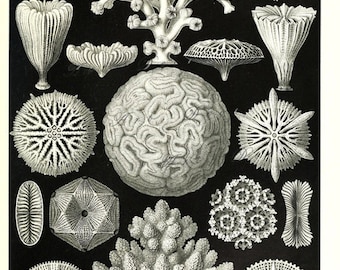 Ernst Haeckel coral print, a digital download for home decor and crafts, printable art, collage sheet no. 1682