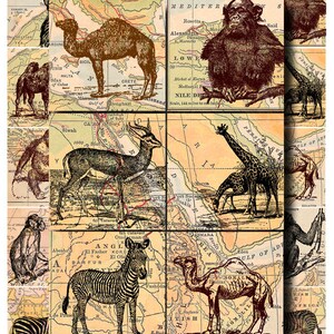 wild animal collage sheet, zebras, orangutans, elephants, etc. with antique map background, 2 x 2 inch digital download no. 136 image 3