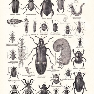 beetle print, Coleoptera, a printable digital download, entomology collage sheet no. 1105