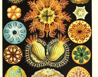 Ernst Haeckel art print, unique home decor, a printable file for arts and crafts, digital download no. 1670