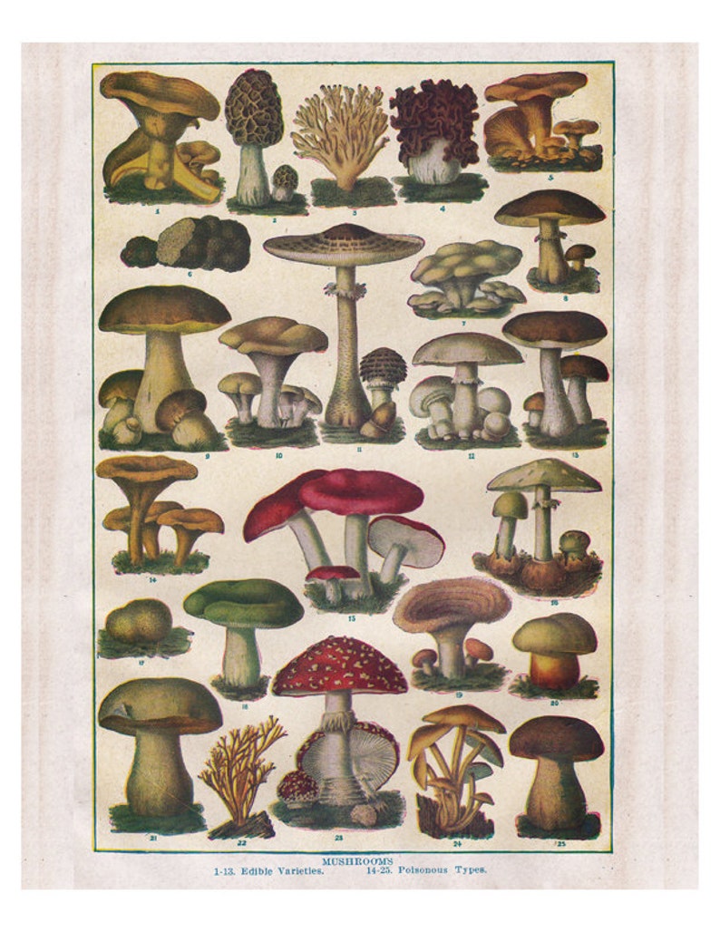 Винтажные энциклопедии грибы