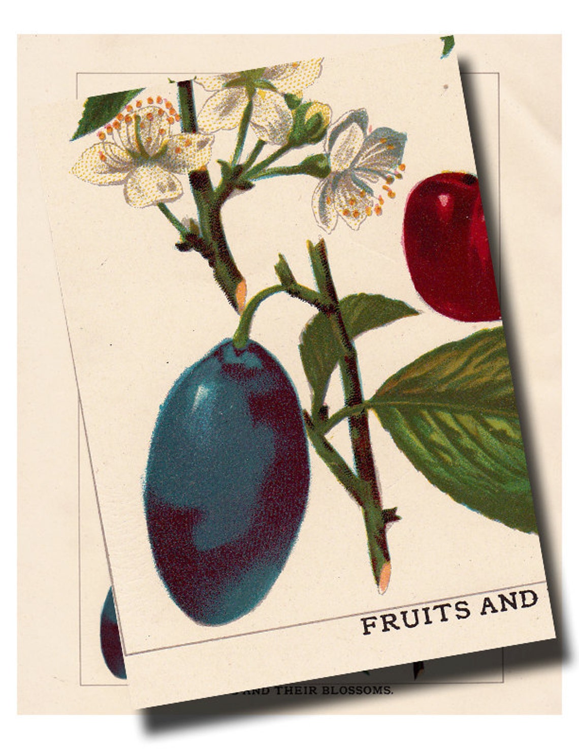 Antique Botanical Fruit Print 'fruits and Their Etsy