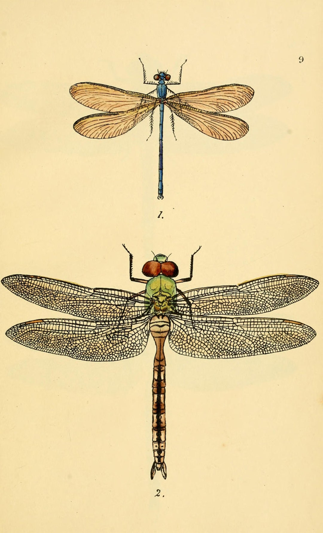 Vintage Dragonfly Art Print, Printable Digital Download No. 1405. - Etsy
