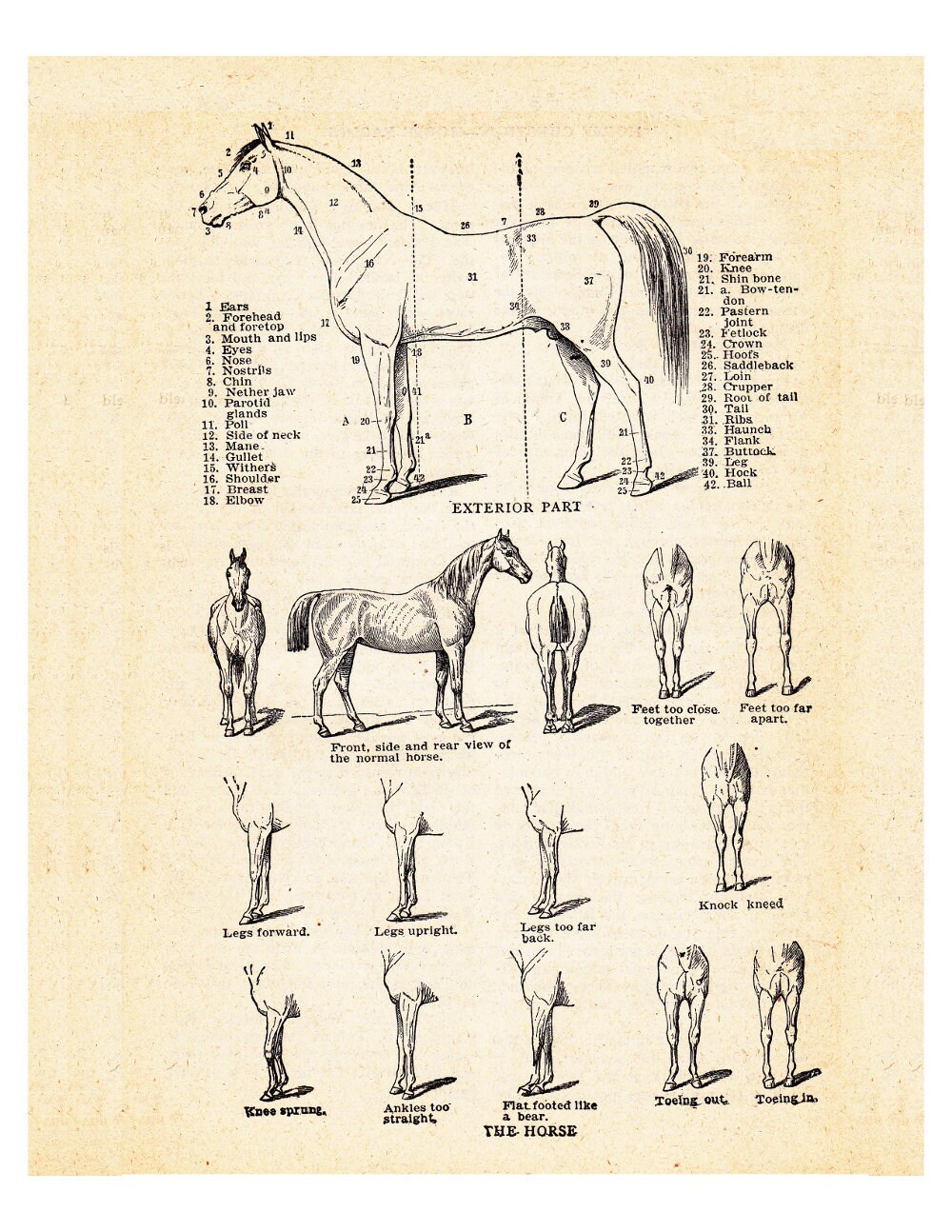 vintage horse print horse anatomy and parts chart printable | Etsy
