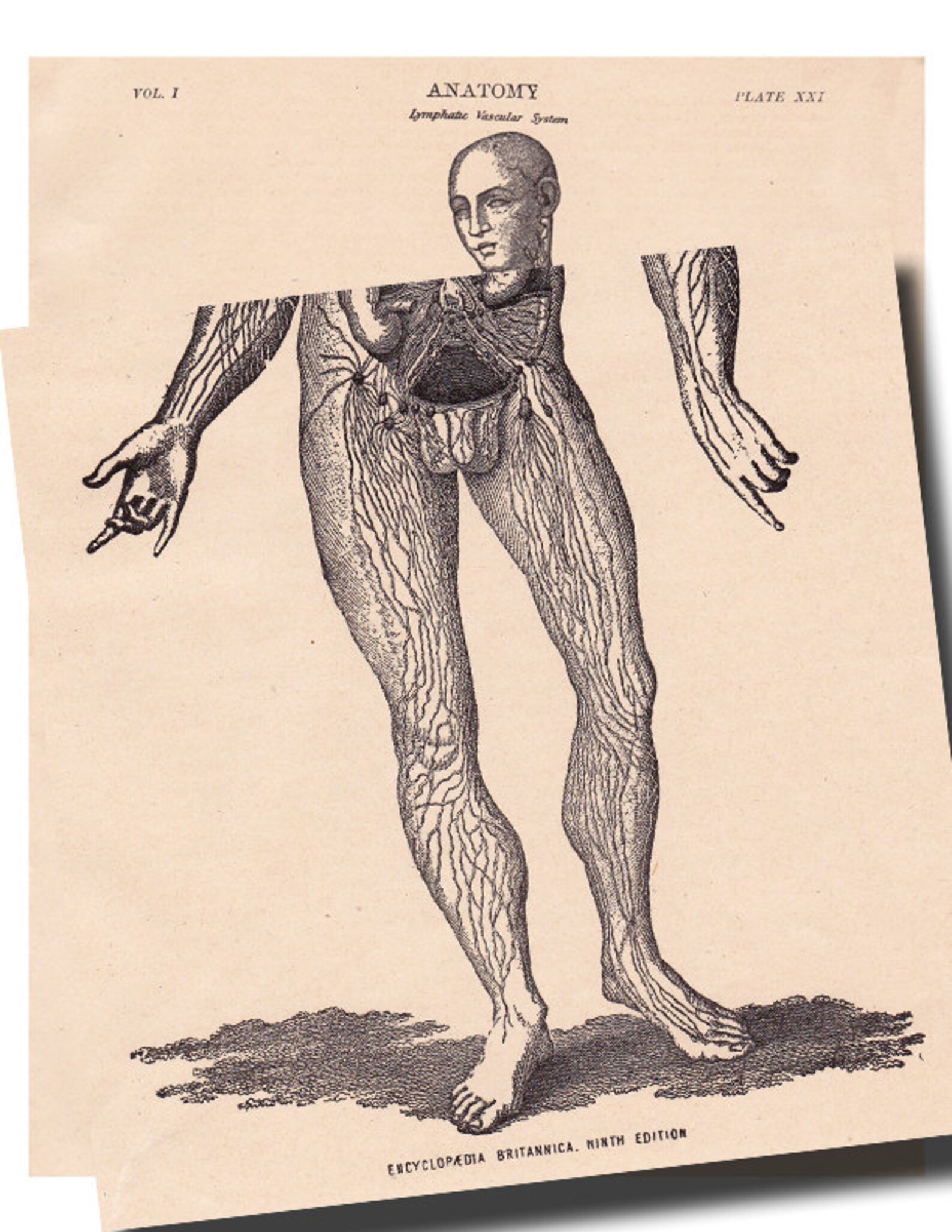 Antique anatomy print of man a vintage printable digital Etsy
