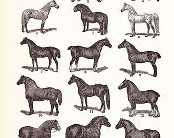 printable Horse chart, vintage print, equestrian gift, arts and crafts, digital download no.  1475