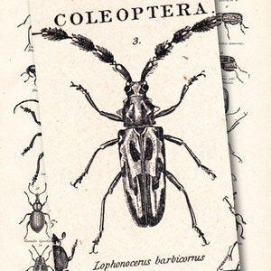 vintage beetle print, 'Coleoptera', The Beetle Family, from a 1904 Encyclopedia Britannica image no. 1107 image 2