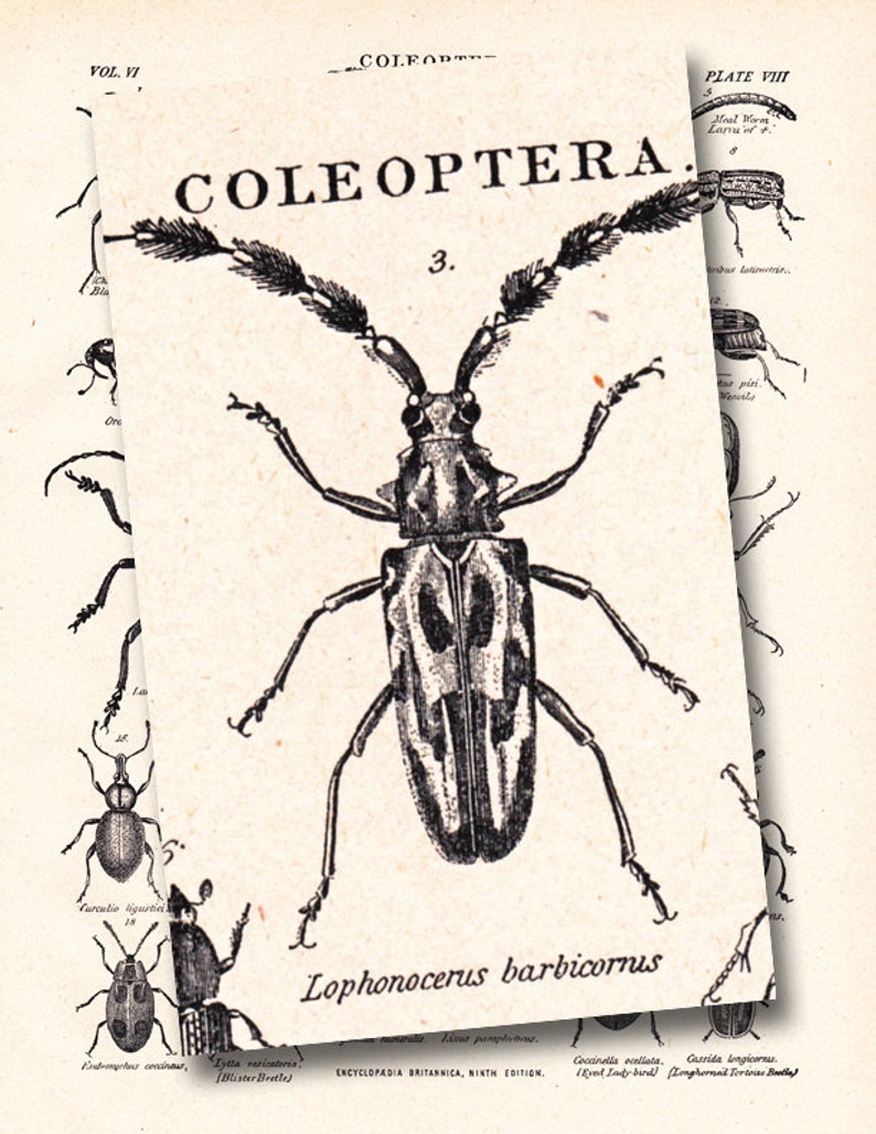 vintage beetle print, 'Coleoptera', The Beetle Family, from a 1904 Encyclopedia Britannica image no. 1107 image 2