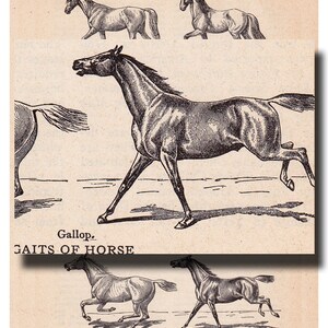 Puede incluir: Una ilustraci&oacute;n en blanco y negro de un caballo galopando. La imagen muestra las patas del caballo en movimiento, con la cabeza y la cola levantadas. La leyenda debajo de la imagen dice "Gallop. GAITS OF HORSE".