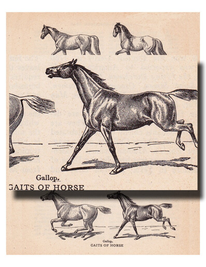 Puede incluir: Una ilustraci&oacute;n en blanco y negro de un caballo galopando. La imagen muestra las patas del caballo en movimiento, con la cabeza y la cola levantadas. La leyenda debajo de la imagen dice "Gallop. GAITS OF HORSE".