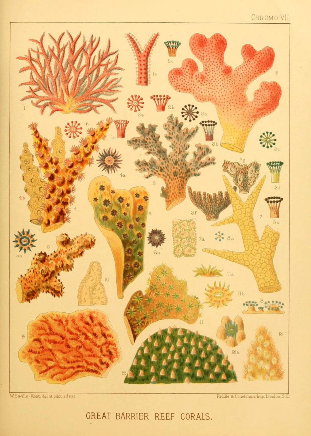 Printable Coral Art Print, Sea Life From the Great Australian Barrier ...
