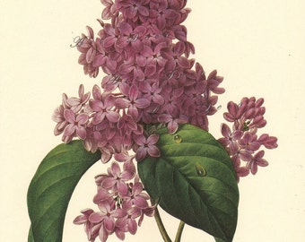 lilac botanical print by Pierre Redoute, printable floral wal art, digital download no. 1568