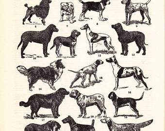 ヴィンテージの犬のプリント、「代表的な犬の種類」の印刷可能な