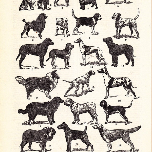 vintage dog print, 'Representative Types of Dogs' printable digital image, unique gift, arts and crafts,  no.  1472