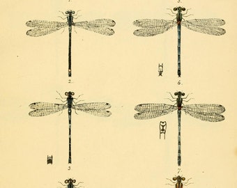 printable dragonfly wall art, home decor, art and crafts, unique gift, digital downoad no. 1408.