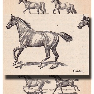 Puede incluir: Una ilustraci&oacute;n en blanco y negro de un caballo al galope. El caballo se muestra en cuatro posiciones diferentes, con sus patas en varias etapas de movimiento. El pie de foto debajo de la imagen dice "Canter."