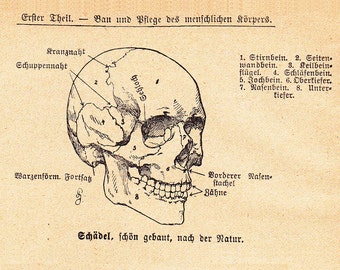 antique German skull print, medical art in a printable digital format, no. 1014.