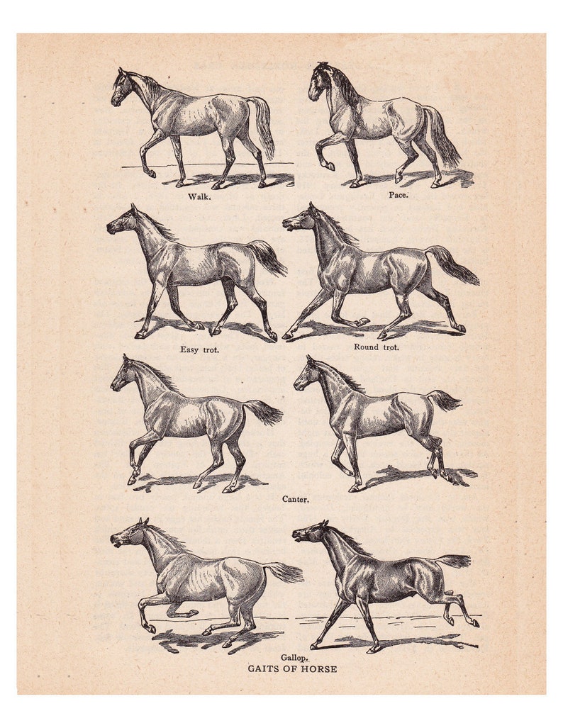Puede incluir: Una ilustraci&oacute;n en blanco y negro que muestra las diferentes marchas de un caballo. Las marchas est&aacute;n etiquetadas: Walk, Pace, Easy Trot, Round Trot, Canter y Gallop. El pie de foto dice "GAITS OF HORSE".
