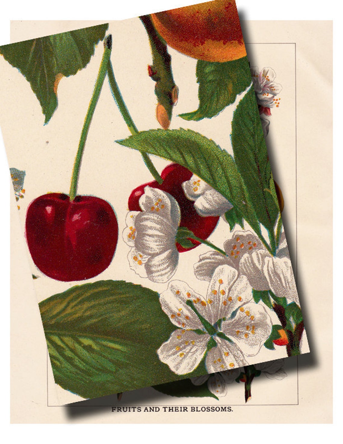 Antique Botanical Fruit Print 'fruits and Their Etsy