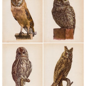 wise old owls, vintage owl prints sized 4 x 5 inches, printable digital download, collage sheet no. 539