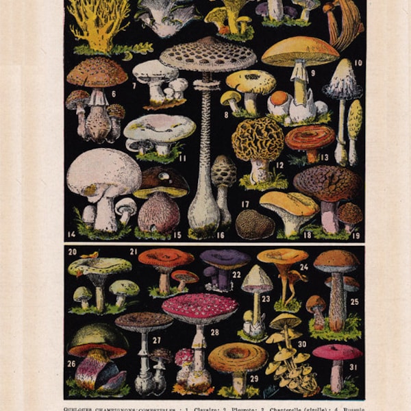 French mushroom print, printable art, digital download, no.  1426