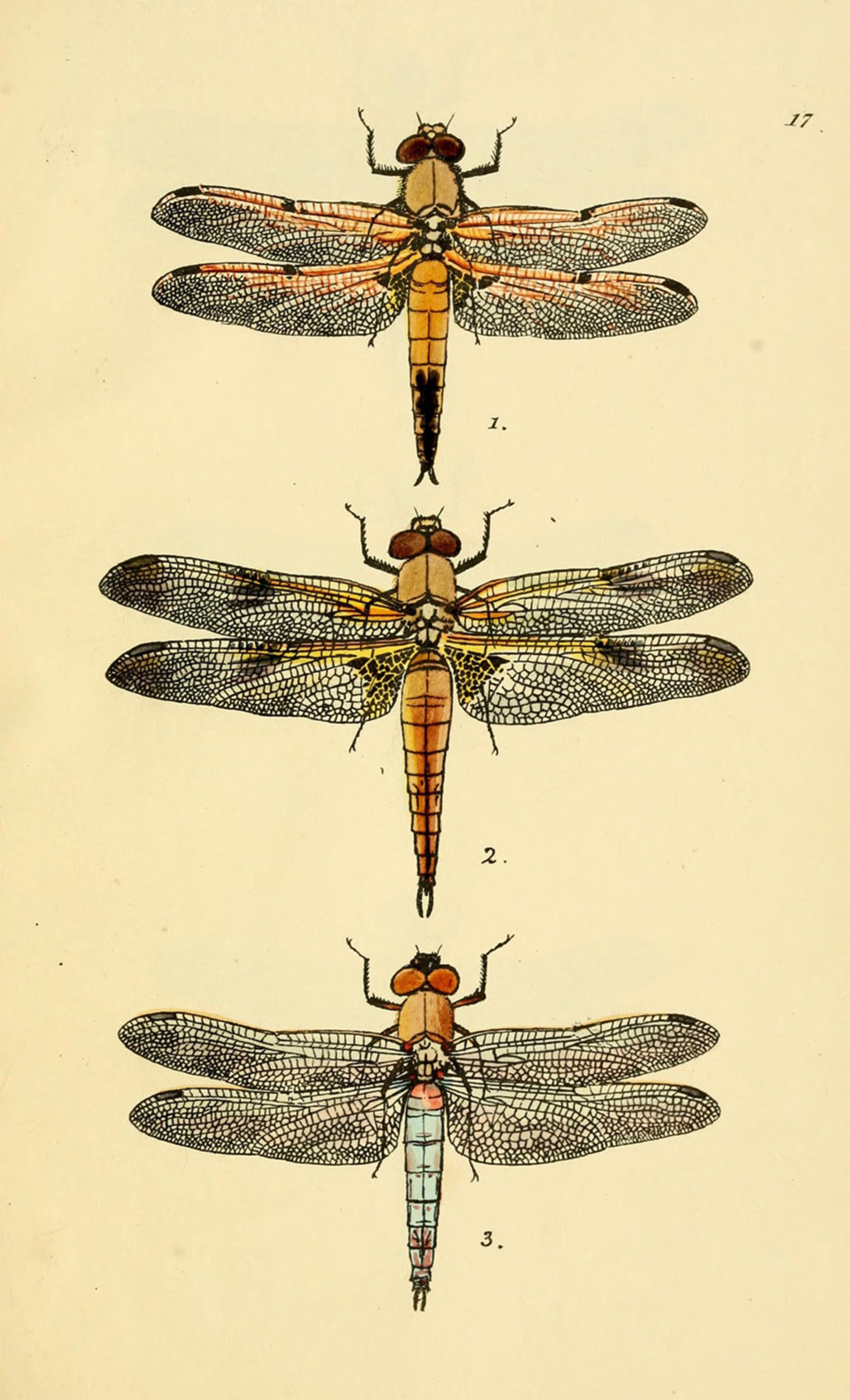 Dragonfly Art Print Vintage Printable Digital Download | Etsy