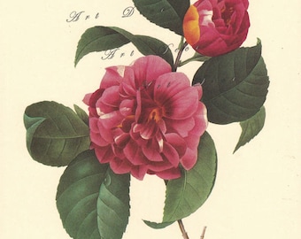 botanical print of camellia by Pierre Redoute, Pink Camellia, printable digital download no. 713