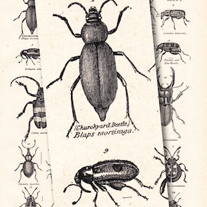 vintage beetle print, 'Coleoptera', The Beetle Family, from a 1904 Encyclopedia Britannica image no. 1107 image 4