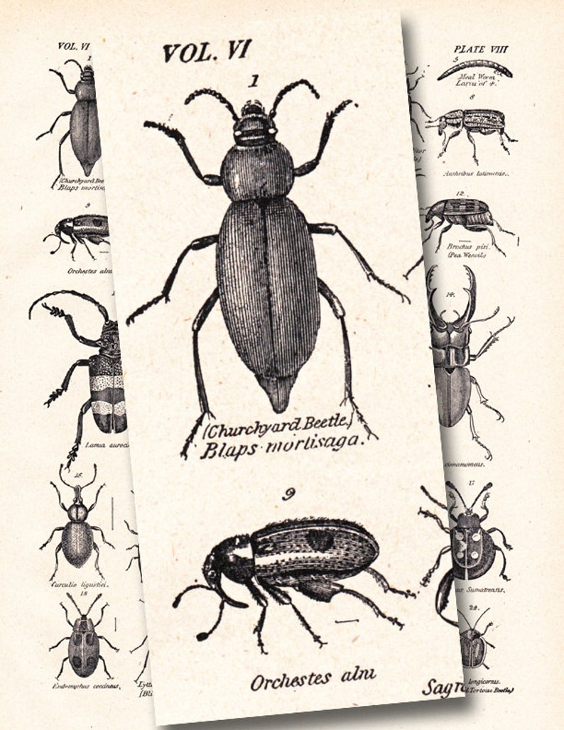 vintage beetle print, 'Coleoptera', The Beetle Family, from a 1904 Encyclopedia Britannica image no. 1107 image 4