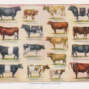 vintage cow print, &#39;Beef and Dairy Cattle&#39;, a printable digital download, collage sheet no. 384.