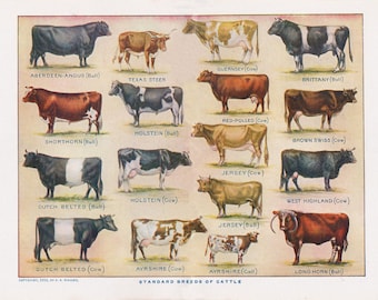 vintage cow print, 'Beef and Dairy Cattle', a printable digital download, collage sheet no. 384.