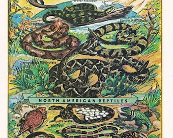 vintage snake print, North American Reptiles, herpetology, printable digital download, collage sheet no. 1462