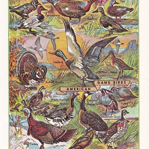 Aves de caza americanas, arte mural imprimible, decoración de cabañas, descarga digital n.º 1467