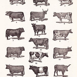 printable cattle chart,  &#39;Representative Types of Cattle&#39;, vintage cow print, home decor, arts and crafts, digital download no.  1471