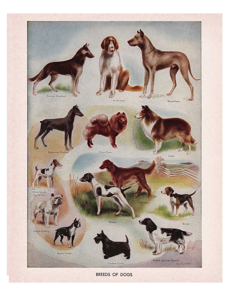 Vintage Dog Breeds Prints From the 1950's Four Printable Etsy