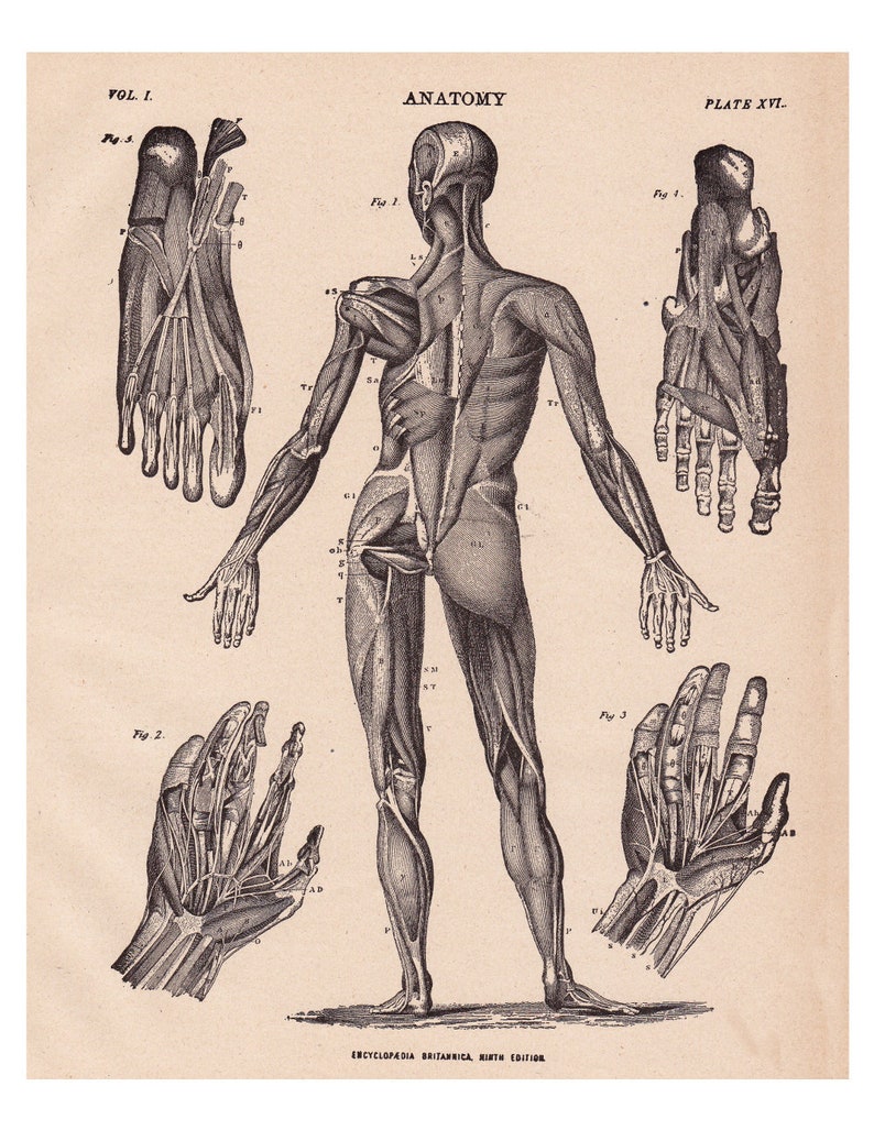 Antique anatomy print downloadable medical illustration | Etsy