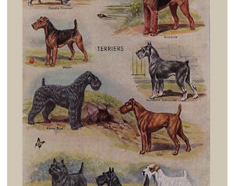 vintage dog prints from the 1950's, five printable digital downloads for crafts and home decor. no.  182