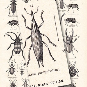 vintage beetle print, 'Coleoptera', The Beetle Family, from a 1904 Encyclopedia Britannica image no. 1107 image 5