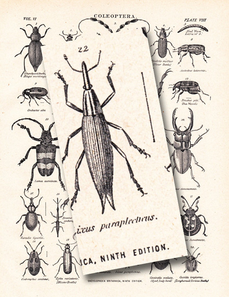 vintage beetle print, 'Coleoptera', The Beetle Family, from a 1904 Encyclopedia Britannica image no. 1107 image 5