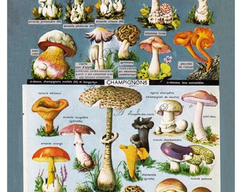 printable mushroom art from a vintage French dictionary, digital download, no. 263