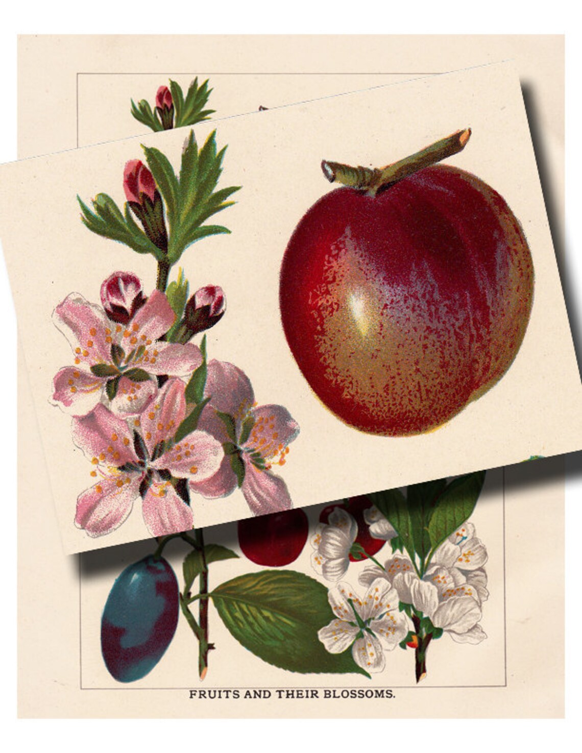 Antique Botanical Fruit Print 'fruits and Their Etsy