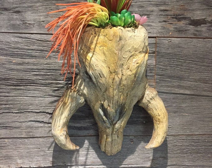 Featured listing image: Mandalorian Mythosaur Skull  Planter Wall mounted succulents air plants  terrarium decor