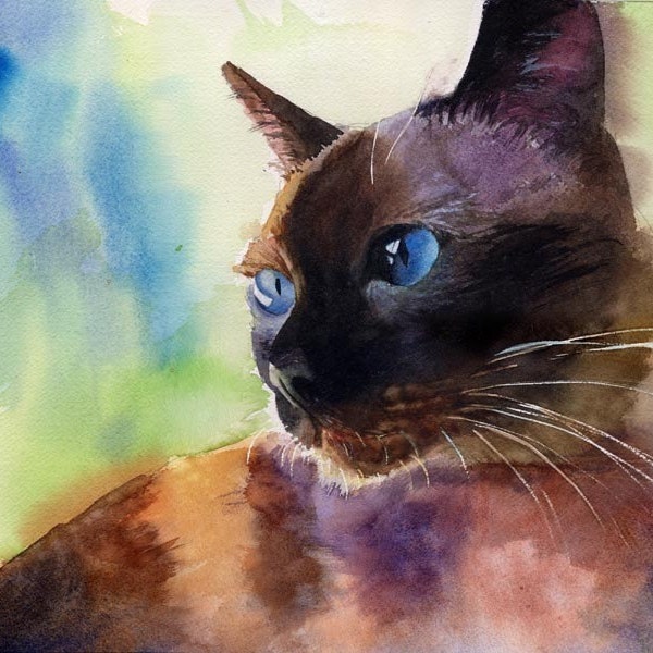 Traditional Applehead Siamese cat art Print of my watercolor painting  Seal Point Chocolate Large Big Huge